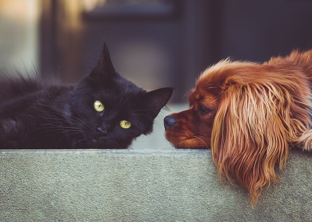 Oficina pet friendly